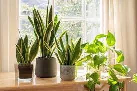 The Role of Lighting in House Plants' Lifespan.