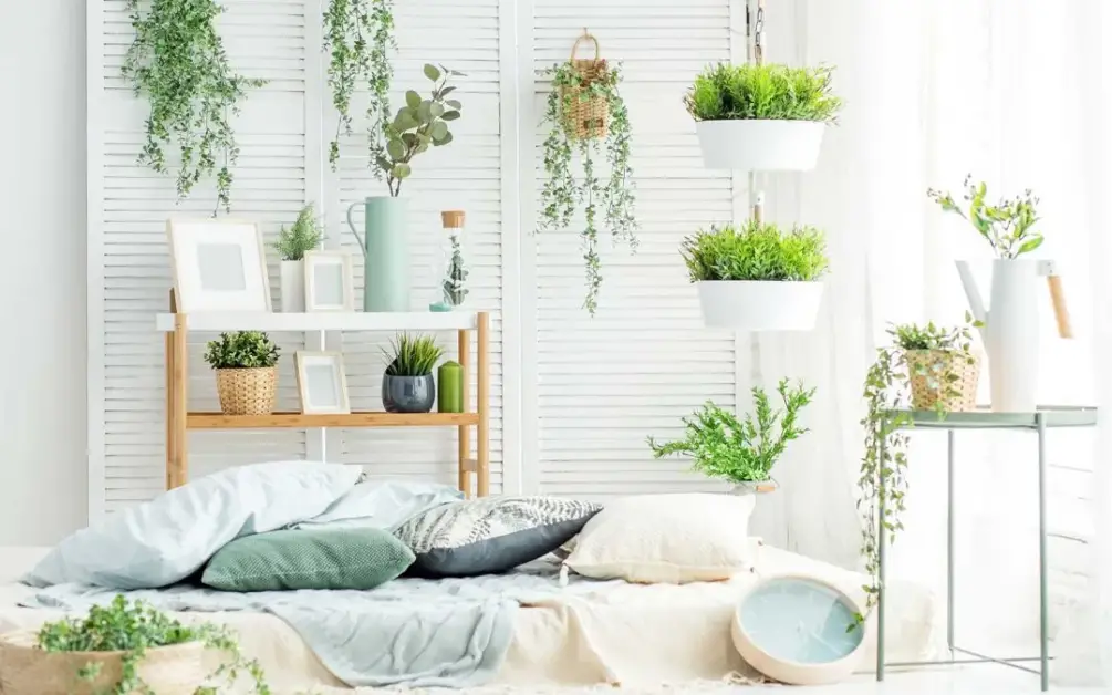 Benefits of Having House Plants at Home