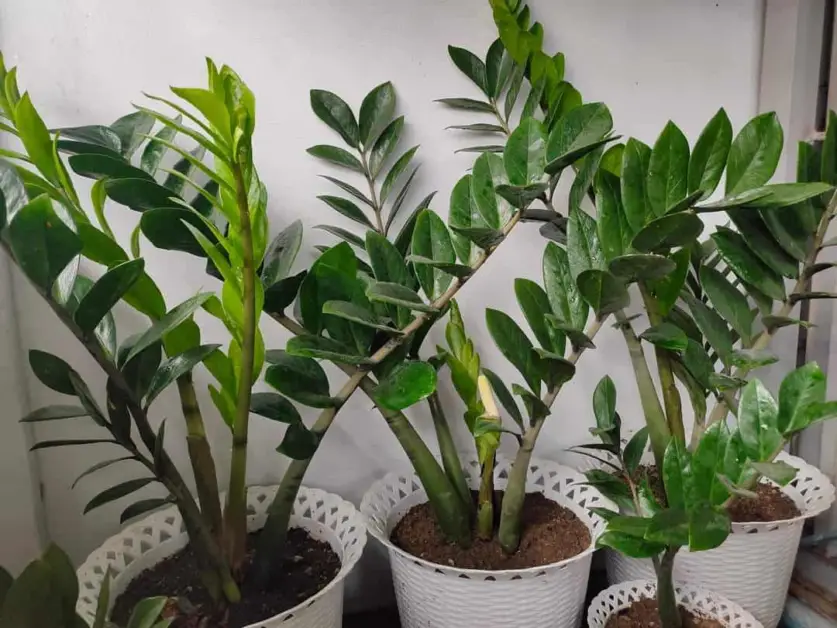 Choosing the Right Pot for Your ZZ Plant