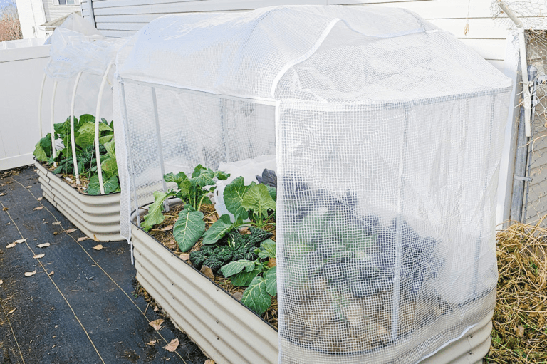 Raised Bed Covers: Ultimate Plant Protection