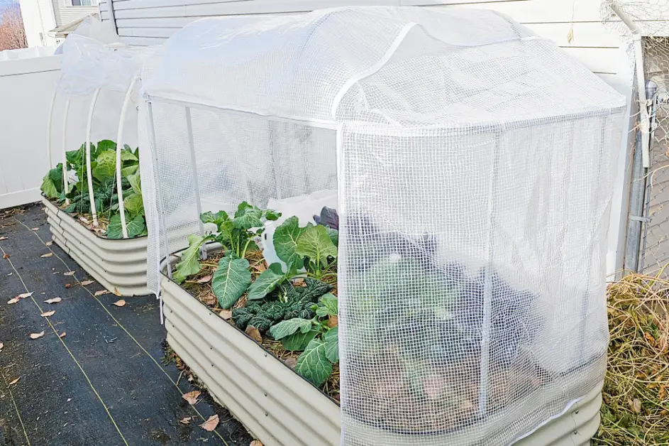 Raised Bed Covers: Ultimate Plant Protection