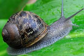 Is a Snail an Insect? All About Snails