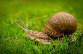 The Importance of Snails in Ecosystem