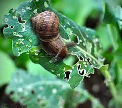 Snails as Pests
