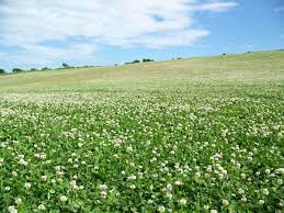 Potential Clover Species for Cover Cropping
