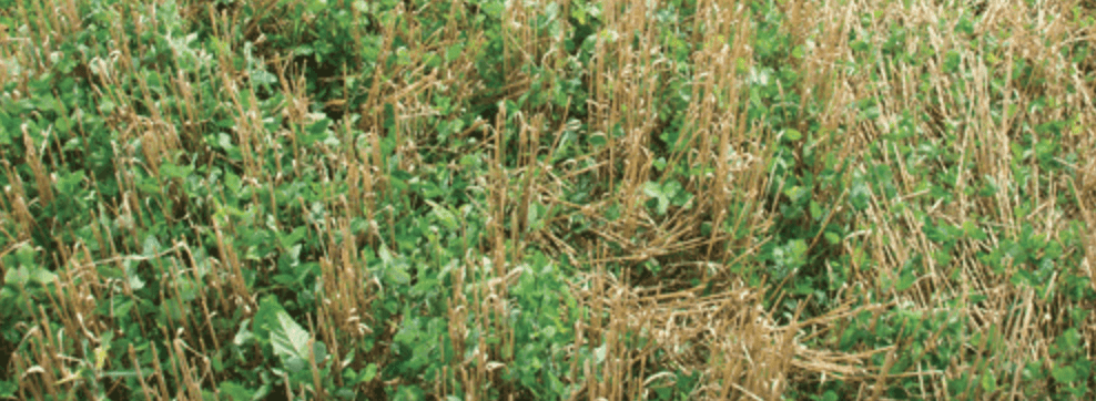 Different Methods for Incorporating Clover Cover Crops into Crop Rotation