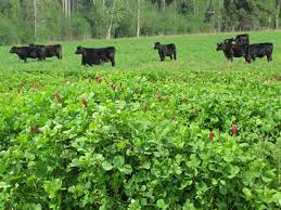 Integrating Livestock With Clover Cover Crops