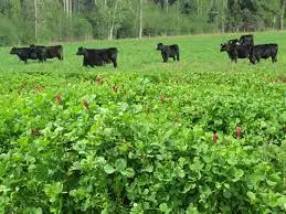 Integrating Livestock With Clover Cover Crops