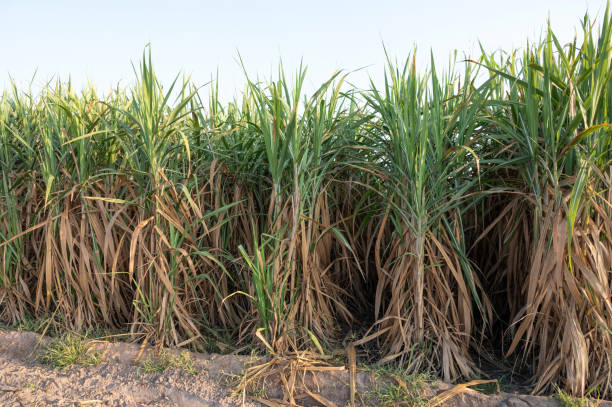 How to Grow Sugar Cane for a Sweet Treat: The ultimate guide