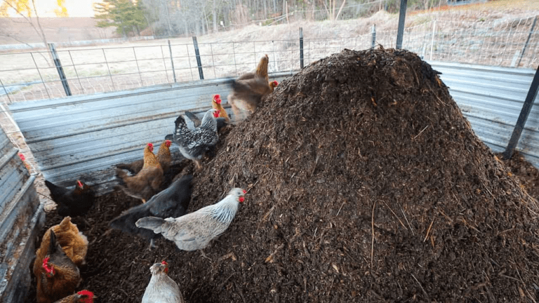 Chicken Manure: Turn Waste into Quality Fertilizer