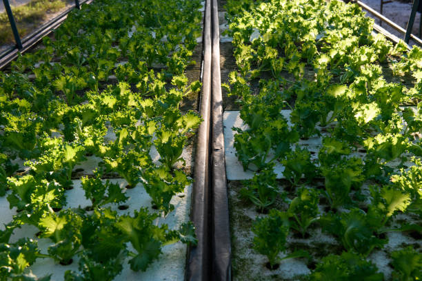 Exploring the Link between Music and Pest Control in Hydroponic farming
