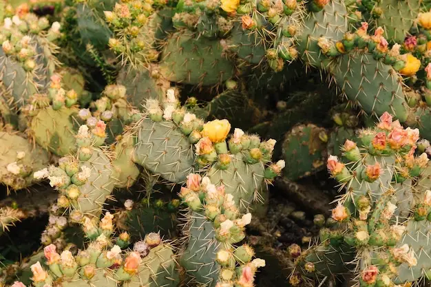 Key Factors for Successful prickly pear cactus Propagation