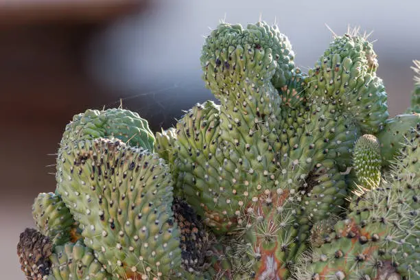 Prickly Pear Cactus Propagation Pointers: the ultimate guide