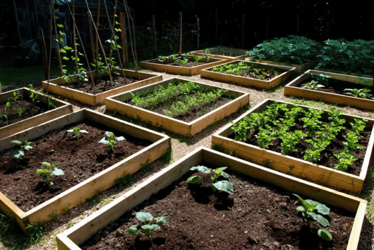 Raised Bed Herb Garden: Spicing Things Up