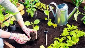 Planting and Transplanting Herbs in Raised Beds