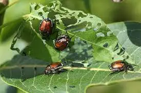 Dealing with Pests and Diseases in Your Herb Garden