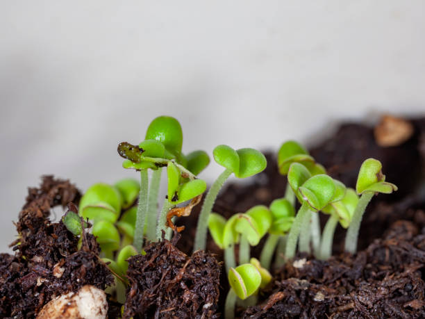 Avoiding Overwatering to Prevent Delayed Germination