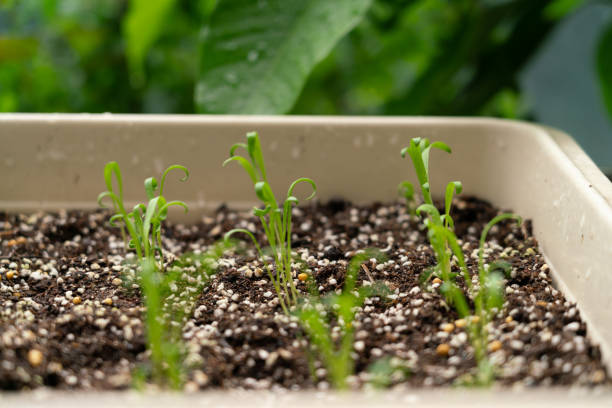Garden master Hacks: Germinating Pepper Seeds Faster