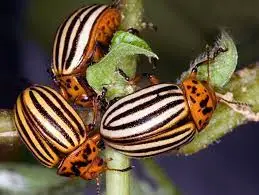 Potato Bug: Eliminating Leptinotarsa Decemlineata