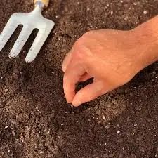 Sowing Kohlrabi Seeds in the Ground