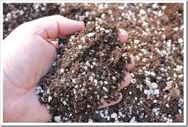 Proper Soil Mix for Coral Cactus