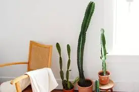 Decorating with Coral Cactus