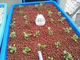 Hydroton (Expanded Clay Pebbles) Growing Guide