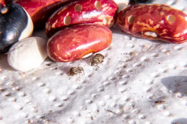 Mexican Bean Beetle: Pesky Ladybug Lookalike