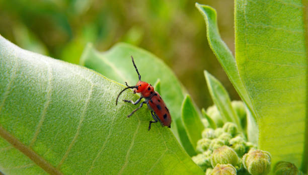 Mexican Bean beetle
