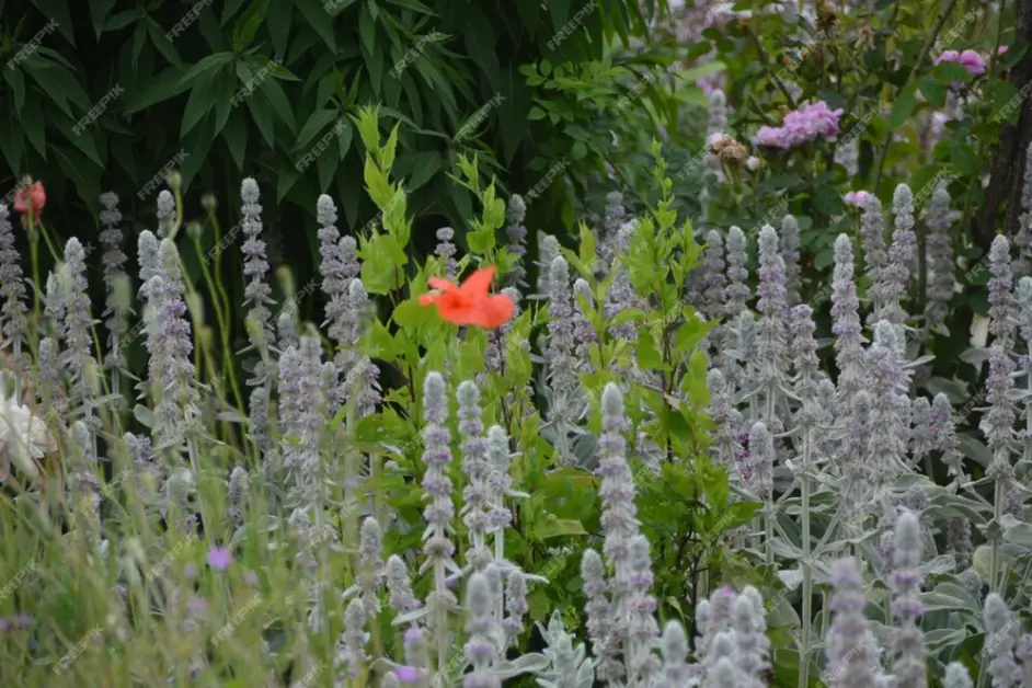 California plant species