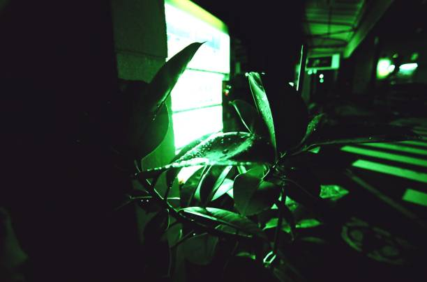 Environmental Impact: Grow Lights Vs Regular Lights For Hydroponic Plants.