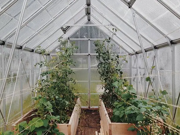 Raised Bed Hoop House: Protecting Plants