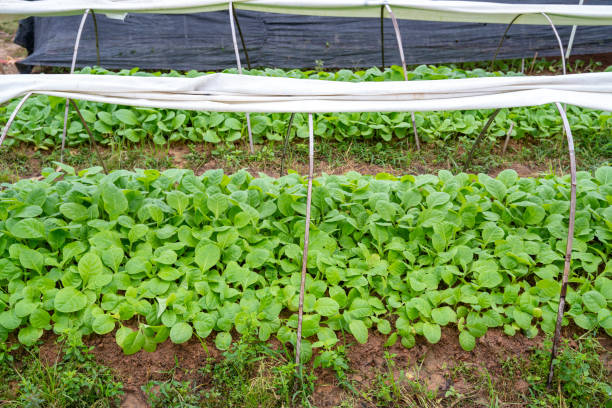 Benefits of Crop Rotation in a Raised Bed Hoop House