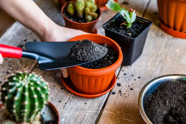 Cactus Soil: The Ultimate Guide