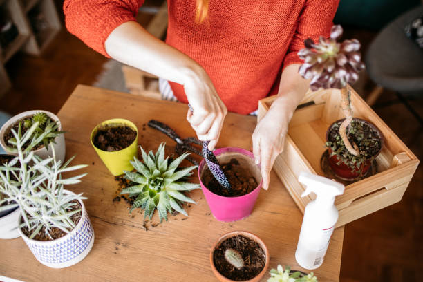 Signs Your Cactus Needs Repotting Due to Soil Issues
