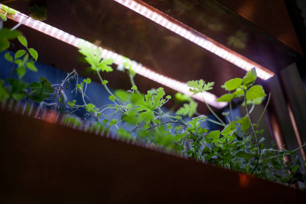 Factors to consider when choosing Regular Lights for Hydroponic Plants.