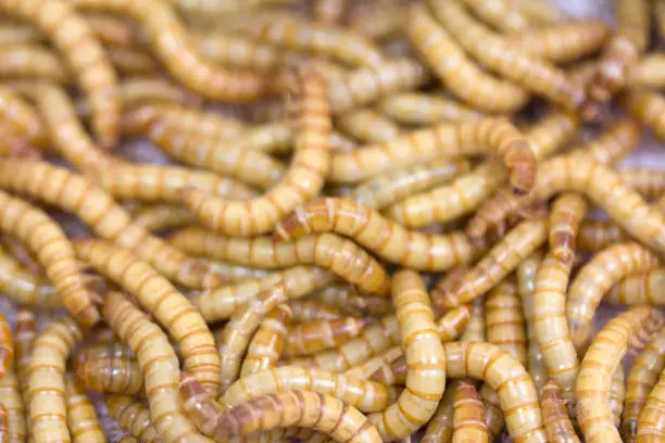 Feeding Mealworms: What to Provide