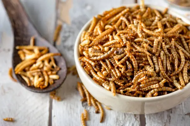 The Lifecycle of a Mealworm