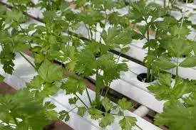 Magical Cilantro Growth: A Comprehensive Guide to Hydroponic Cultivation
