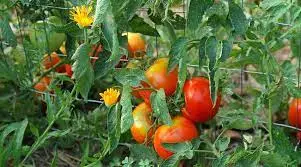 Companion Planting Of Marigold and Tomatoes