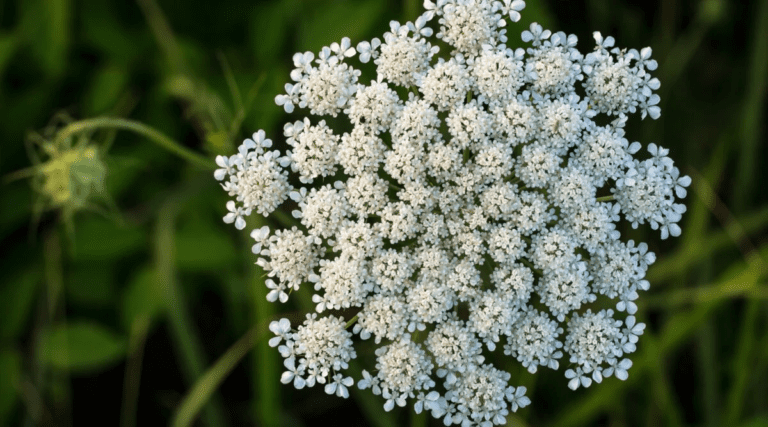 Flowering Weeds: Identification and Pictures