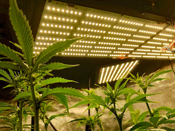 Energy Efficiency: Grow Lights vs Regular Lights for Hydroponic Plants