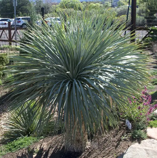 Yucca rostrata | Beaked Yucca
