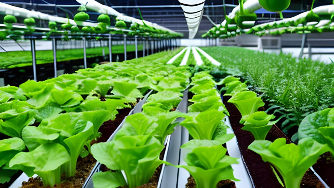 Hydroponics in Urban Agriculture
