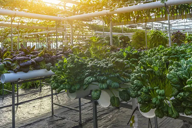 How to Turn Your Backyard into a Profitable Hydroponics Garden