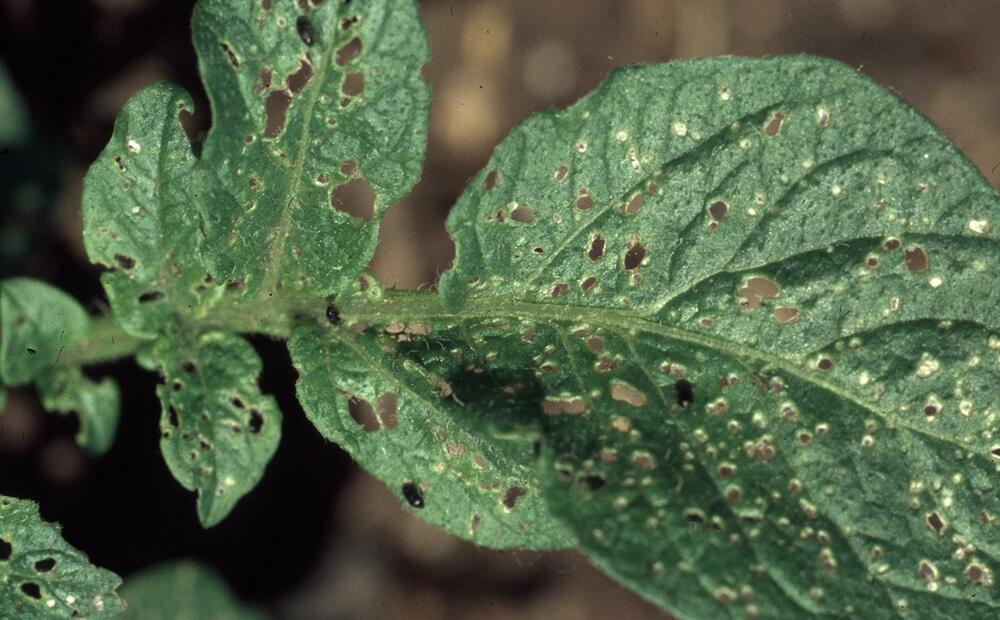 Understanding Fusarium Wilt: A Threat to Plant Health