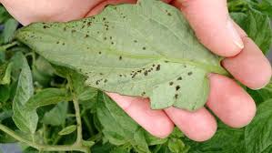 Common Types of Plant Blight and Their Symptoms