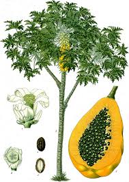 Watering and Irrigation Guidelines for Healthy Papayas