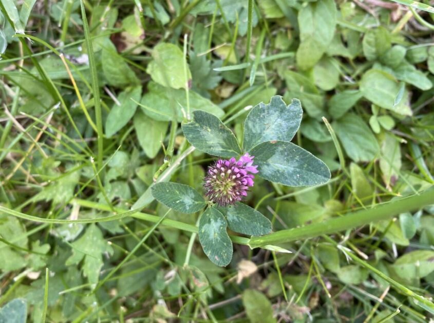 How Red Clover Suppresses Weeds in Fields
