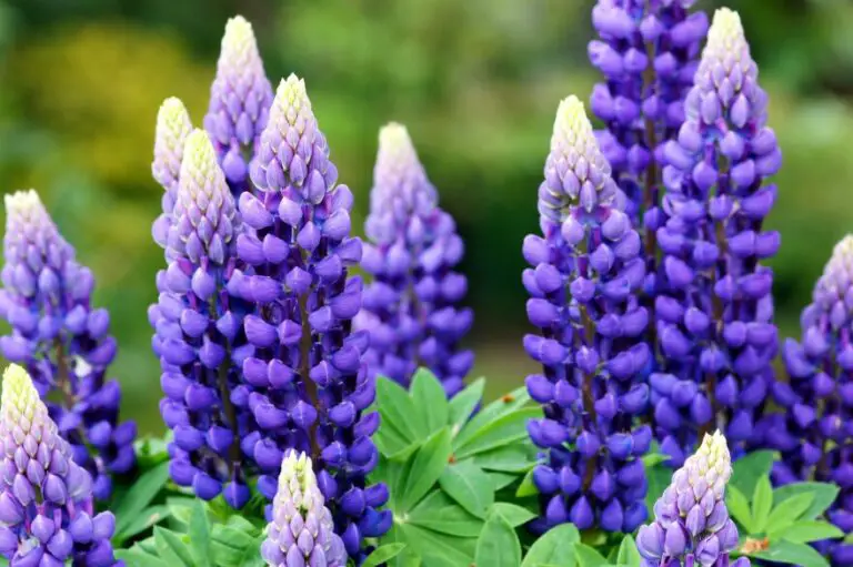 Planting, Growing, and Caring for Lupine Flowers